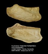 PLIOCENE-TAMIAMI FORMATION Arca occidentalis